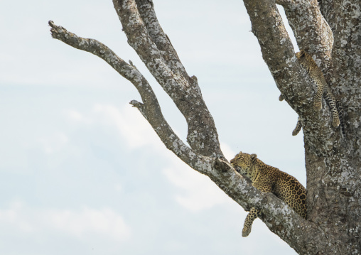 Tanzania, Mara, Serengeti National Park, african leopards (panthera pardus) relaxing on a large branch