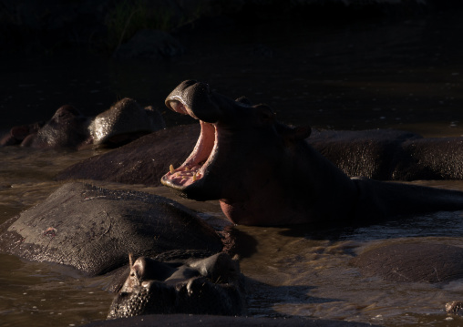 Tanzania, Mara, Serengeti National Park, hippopotamus (hippopotamus amphibius) yawning