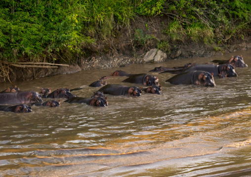 Tanzania, Mara, Serengeti National Park, hippopotamus (hippopotamus amphibius) in a river