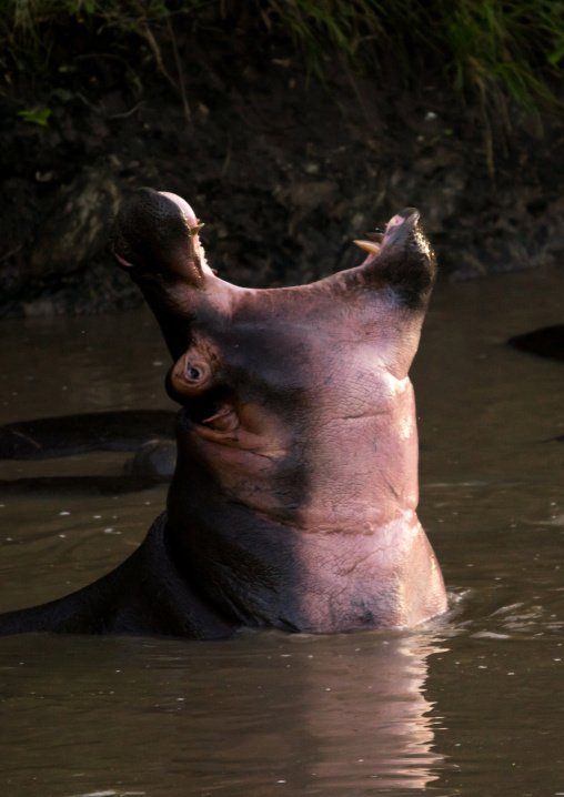 Tanzania, Mara, Serengeti National Park, hippopotamus (hippopotamus amphibius) yawning