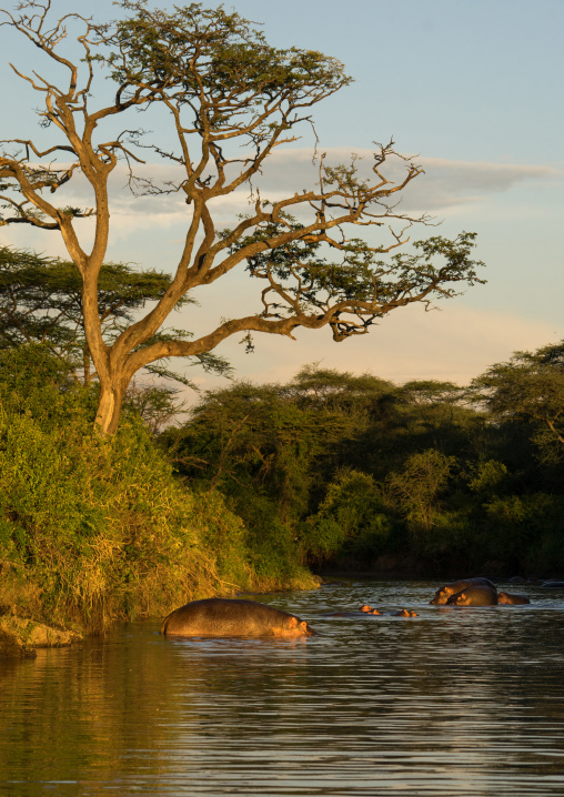 Tanzania, Mara, Serengeti National Park, hippopotamus (hippopotamus amphibius) in a river