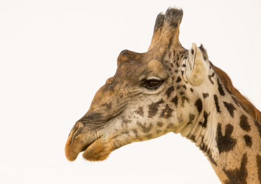 Tanzania, Mara, Serengeti National Park, giraffe (giraffa camelopardalis)