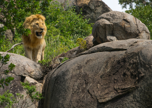 Tanzania, Mara, Serengeti National Park, african lion (panthera leo) on a kopje