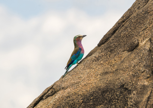 Tanzania, Mara, Serengeti National Park, lilac-breasted roller (coracias caudata)