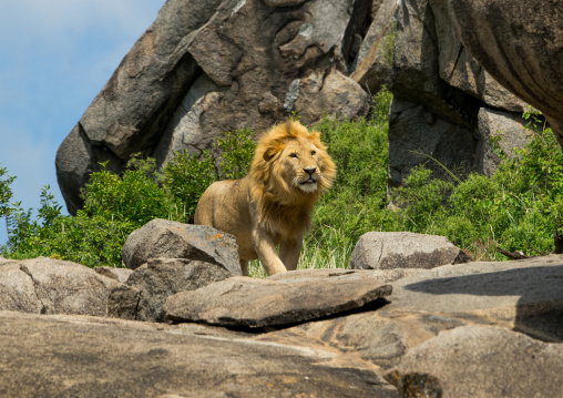 Tanzania, Mara, Serengeti National Park, african lion (panthera leo) on a kopje