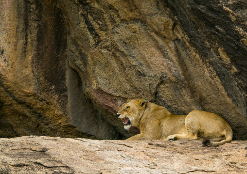 Tanzania, Mara, Serengeti National Park, african lioness roaring (panthera leo) on a kopje