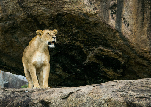 Tanzania, Mara, Serengeti National Park, african lioness (panthera leo) on a kopje