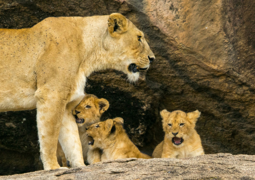 Tanzania, Mara, Serengeti National Park, lioness with her cubs (panthera leo) on a kopje