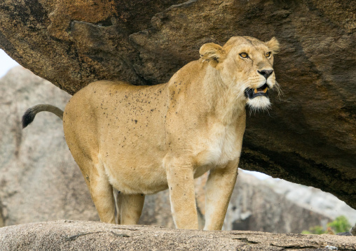 Tanzania, Mara, Serengeti National Park, african lioness (panthera leo) on a kopje