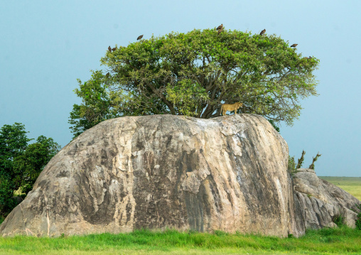 Tanzania, Mara, Serengeti National Park, african lioness (panthera leo) on a kopje