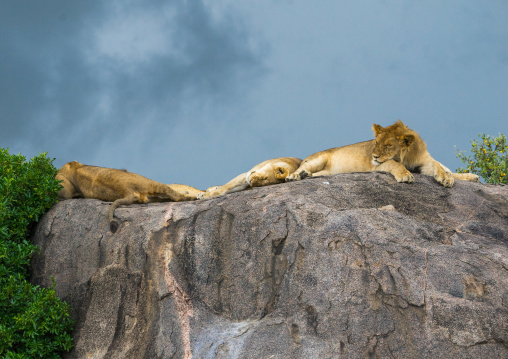 Tanzania, Mara, Serengeti National Park, african lionesses (panthera leo) sleeping on a kopje