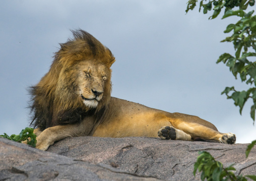 Tanzania, Mara, Serengeti National Park, male african lion (panthera leo) disturbed by wind on a kopje