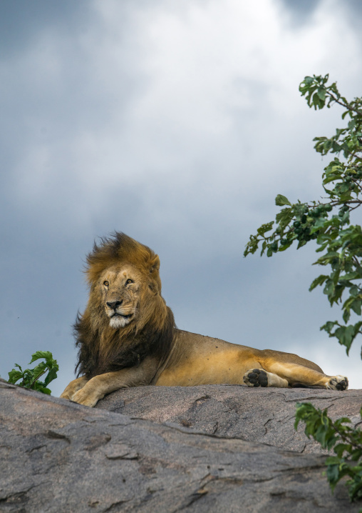 Tanzania, Mara, Serengeti National Park, male african lion (panthera leo) on a kopje