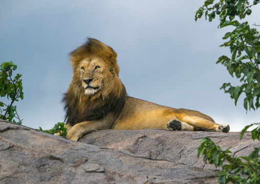 Tanzania, Mara, Serengeti National Park, male african lion (panthera leo) on a kopje