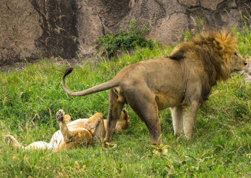 Tanzania, Mara, Serengeti National Park, african lion (panthera leo) male and female snarling after mating