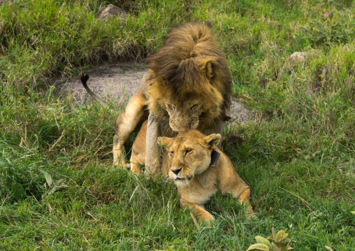 Tanzania, Mara, Serengeti National Park, lion and lioness (panthera leo) mating