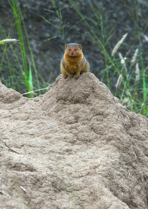 Tanzania, Mara, Serengeti National Park, dwarf mongoose (helogale parvula)