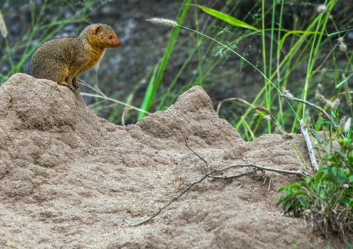 Tanzania, Mara, Serengeti National Park, dwarf mongoose (helogale parvula)