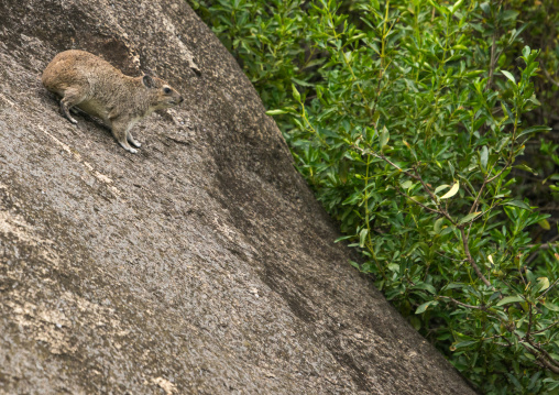 Tanzania, Mara, Serengeti National Park, rock hyrax (procavia capensis)