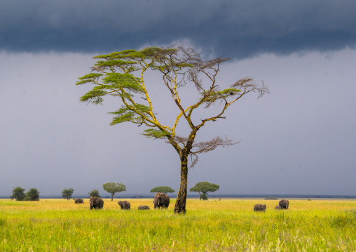 Tanzania, Mara, Serengeti National Park, african elephants (loxodonta africana) behind an acacia tree under a stormy sky