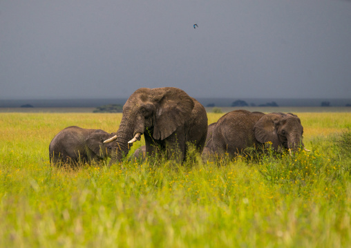 Tanzania, Mara, Serengeti National Park, african elephants (loxodonta africana)