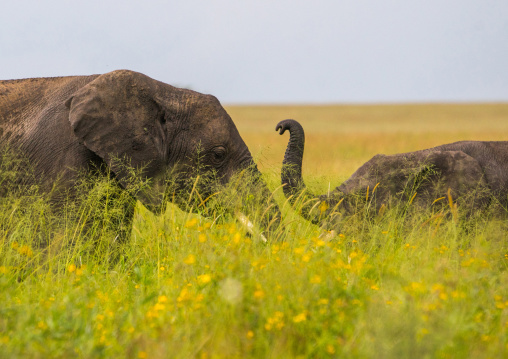 Tanzania, Mara, Serengeti National Park, african elephants (loxodonta africana)