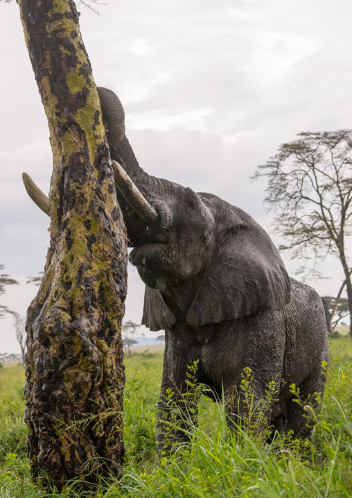 Tanzania, Mara, Serengeti National Park, african elephant (loxodonta africana)