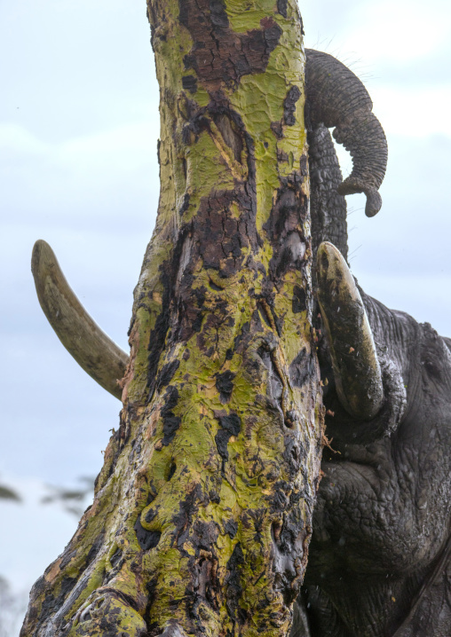 Tanzania, Mara, Serengeti National Park, african elephant (loxodonta africana)