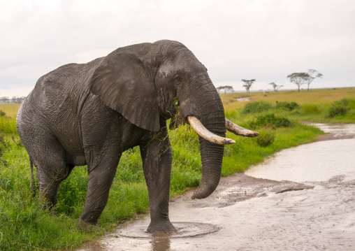 Tanzania, Mara, Serengeti National Park, african elephant (loxodonta africana)