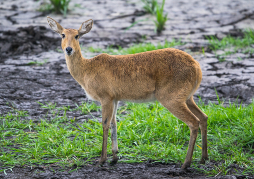 Tanzania, Mara, Serengeti National Park, female reedbuck (redunca redunca)