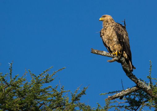 Tanzania, Ashura region, Ngorongoro Conservation Area, african white-backed vulture (gyps africanus)