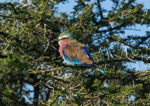 Tanzania, Ashura region, Ngorongoro Conservation Area, lilac-breasted roller (coracias caudata)