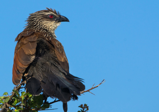 Tanzania, Ashura region, Ngorongoro Conservation Area, coppery-tailed coucal (centropus cupreicaudus)