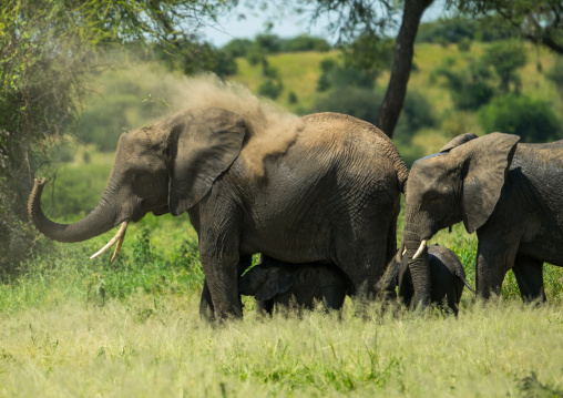 Tanzania, Karatu, Tarangire National Park, african elephants (loxodonta africana)