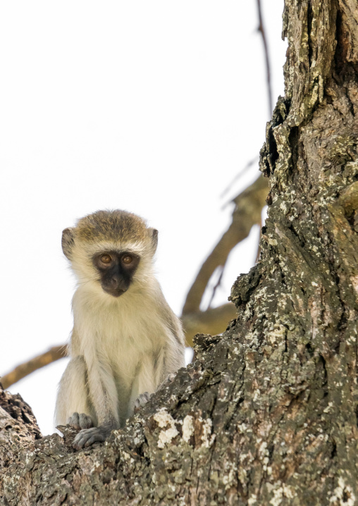 Tanzania, Karatu, Tarangire National Park, black-faced vervet monkey (cercopithecus aethiops) baby in a tree