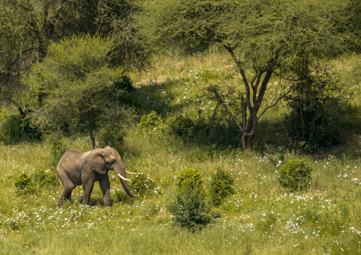 Tanzania, Karatu, Tarangire National Park, african elephant (loxodonta africana)