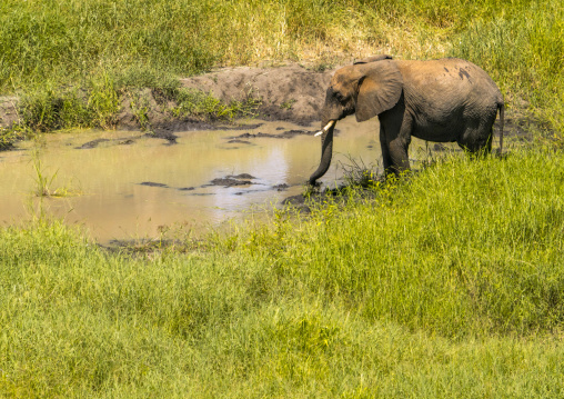 Tanzania, Karatu, Tarangire National Park, african elephant (loxodonta africana)