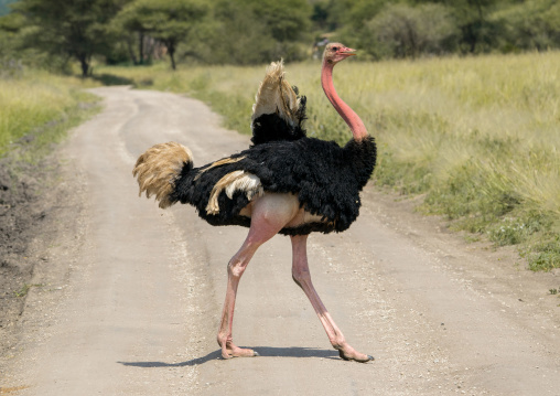 Tanzania, Karatu, Tarangire National Park, male ostrich (struthio camelus)