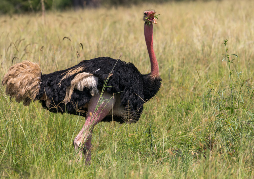 Tanzania, Karatu, Tarangire National Park, male ostrich (struthio camelus)