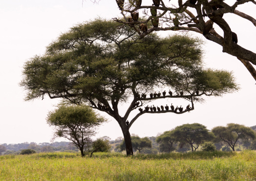 Tanzania, Karatu, Tarangire National Park, group of african white-backed vultures (gyps africanus) sitting in acacia tree