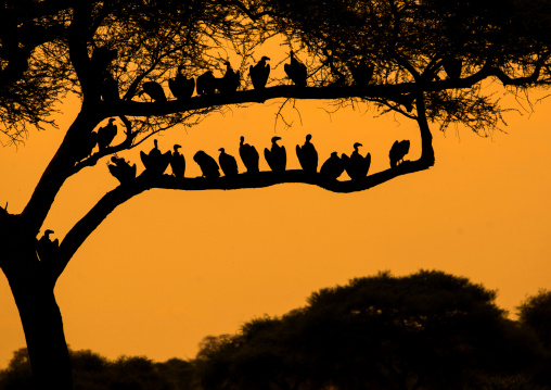 Tanzania, Karatu, Tarangire National Park, group of african white-backed vultures (gyps africanus) sitting in acacia tree