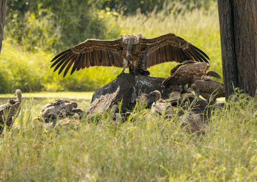 Tanzania, Karatu, Tarangire National Park, african white-backed vultures (gyps africanus) feeding on elephant carcass