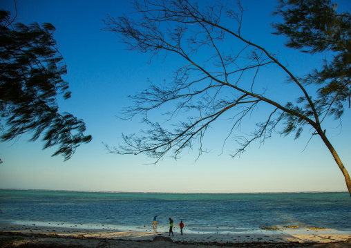 Tanzania, Zanzibar, Kizimkazi, trees on a sandy beach