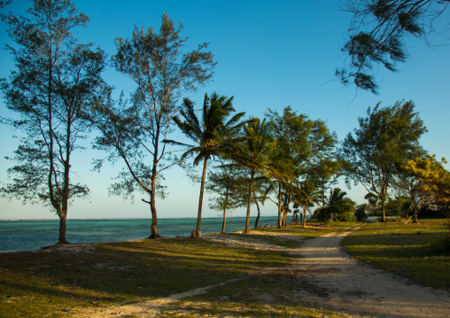 Tanzania, Zanzibar, Kizimkazi, trees on a sandy beach