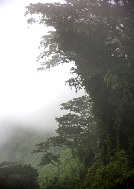 Tanzania, Arusha Region, Ngorongoro Conservation Area, the crater in the fog