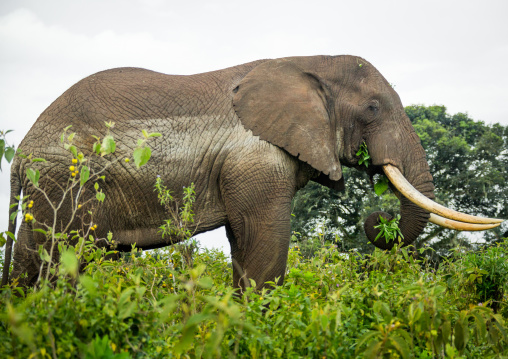 Tanzania, Arusha Region, Ngorongoro Conservation Area, african elephant (loxodonta africana)