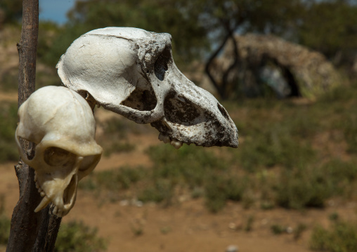 Tanzania, Serengeti Plateau, Lake Eyasi, skull of a monkey in hadzabe tribe