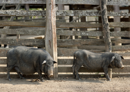 Pigs in bor kai village of thelahu tribe, Thailand