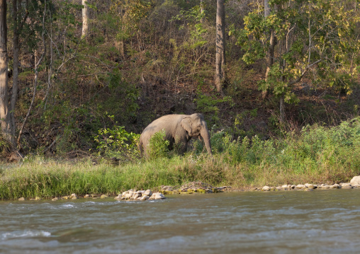 Elephant in nam peang din village, North thailand