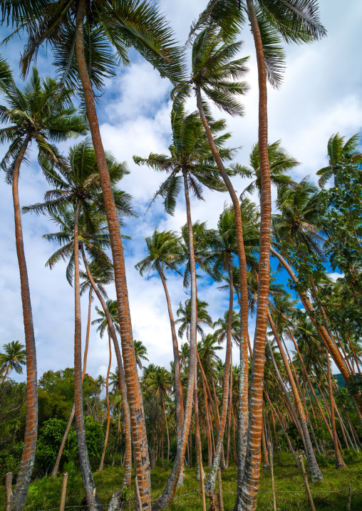 Coconuts trees plantation, Shefa Province, Efate island, Vanuatu